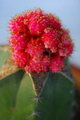 chin cactus